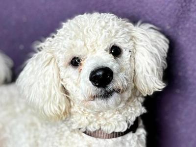 Bentley, Poodle / Mixed Breed, adult, available for adoption