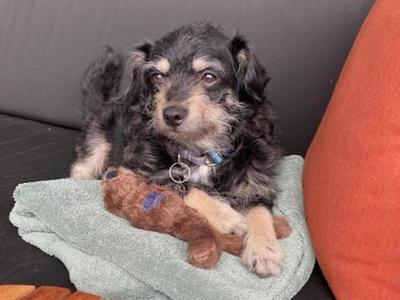 Jack Jack, Terrier, young, available for adoption