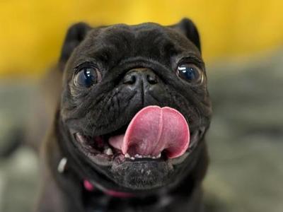 Blackberry, Pug, young, available for adoption