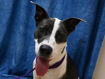 Diamond, Pit Bull Terrier / Terrier, young, available for adoption