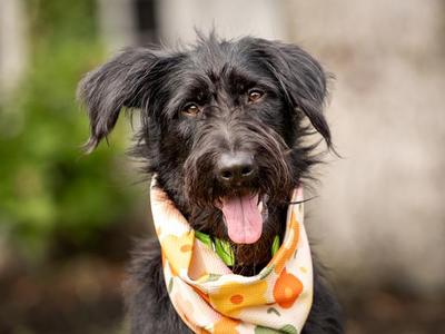 Penelope, Labradoodle / Mixed Breed, young, available for adoption