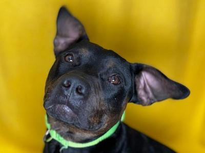 Bagel, Pit Bull Terrier / Mixed Breed, young, available for adoption