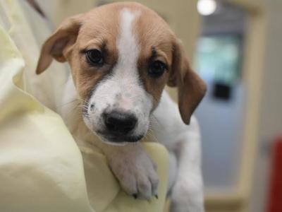 A close-up of a small puppy with brown and white fur, being held in someone's hand.