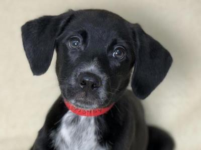 Churro, Pointer / Siberian Husky, puppy, available for adoption