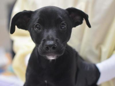 Lou, Labrador Retriever, puppy, available for adoption