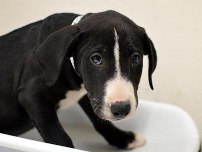 Balloon, Bull Terrier / Labrador Retriever, puppy, available for adoption