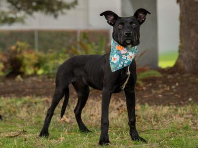 Blueberry, Staffordshire Bull Terrier, young, available for adoption