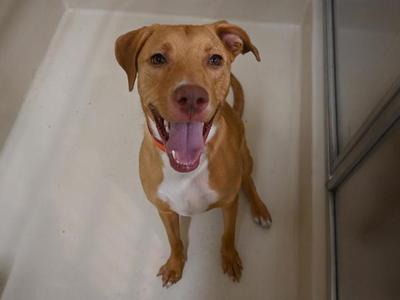 Moose, Chesapeake Bay Retriever / Pit Bull Terrier, young, available for adoption