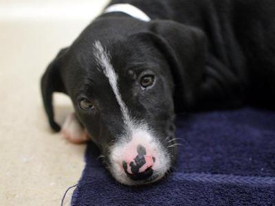 Beach Ball, Bull Terrier / Labrador Retriever, puppy, available for adoption