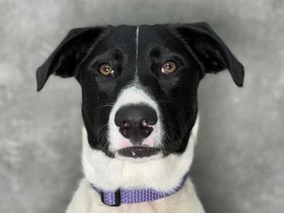 Apple Sauce, Border Collie / Mixed Breed, adult, available for adoption