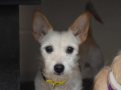 a small white dog with pointed ears and a yellow collar