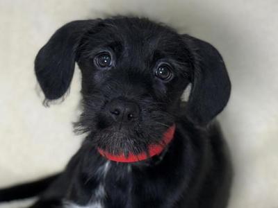 Pretzel, Pointer / Siberian Husky, puppy, available for adoption