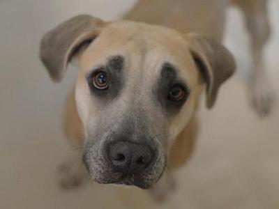 A close-up of a light-colored dog with dark markings around its eyes, looking directly at the camera.