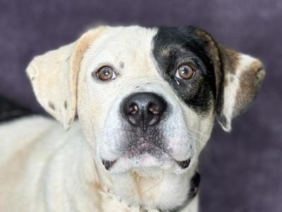 Beau, Pit Bull Terrier / Mixed Breed, adult, available for adoption