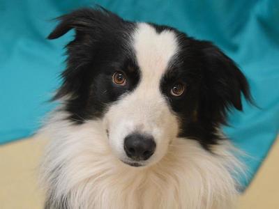 Aldo, Australian Shepherd, adult, available for adoption