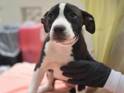 Katmai, Pit Bull Terrier, puppy, available for adoption