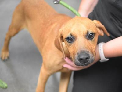 Hank, Hound, puppy, available for adoption