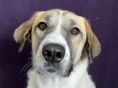 Bella, Great Pyrenees / Mixed Breed, adult, available for adoption