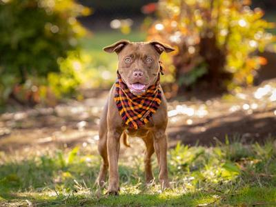 Brooklyn, Pit Bull Terrier / Mixed Breed, young, available for adoption