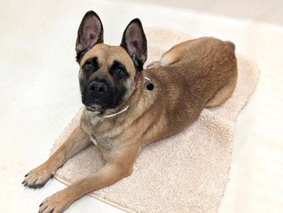 Rizzo, Shepherd / French Bulldog, adult, available for adoption
