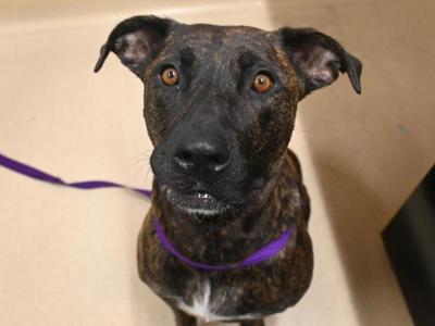 Callie, Pit Bull Terrier / Mixed Breed, adult, available for adoption