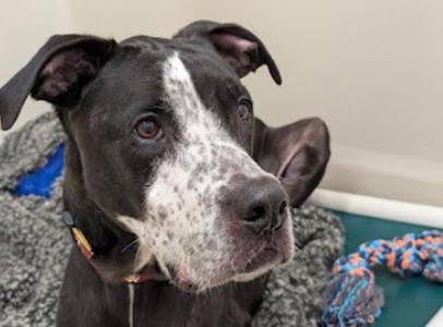 Bruno, Pit Bull Terrier / Mixed Breed, senior, available for adoption