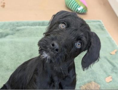 Archibald, Labrador Retriever / Standard Poodle, puppy, available for adoption