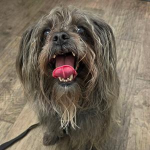 a shaggy dog with long fur and a pink tongue sticking out