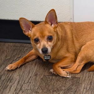 Kelly, Chihuahua, senior, available for adoption