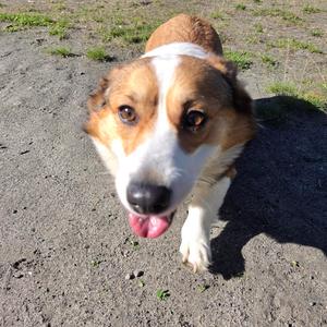 Dallas, Corgi, Pembroke Welsh, adult, available for adoption