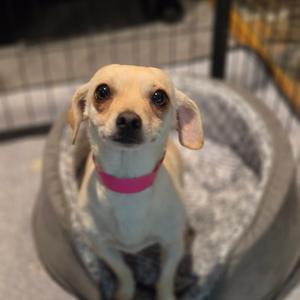 a small dog with a pink collar sitting in a dog bed