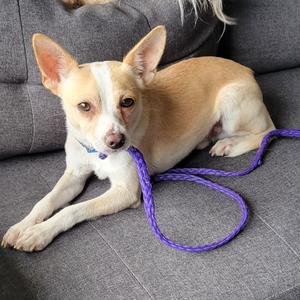 Carl Dean, Chihuahua, adult, available for adoption