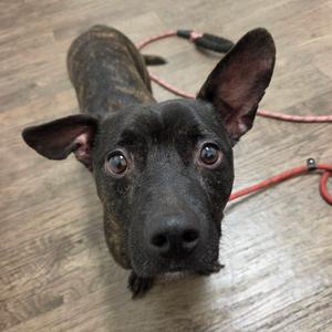 Jackson, Terrier, adult, available for adoption