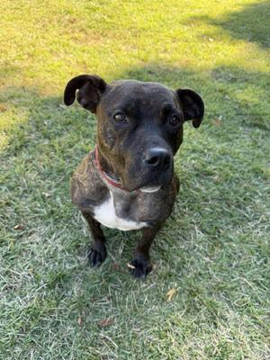 China, Pit Bull Terrier, adult, available for adoption