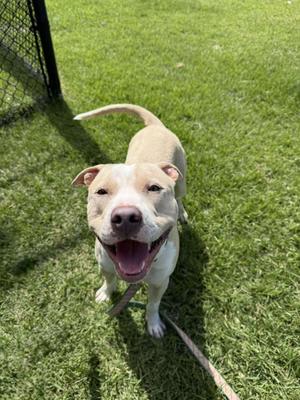 Hawk, Pit Bull Terrier, young, available for adoption