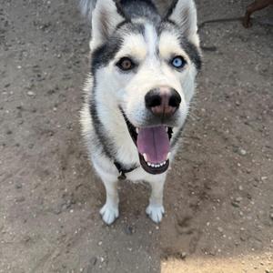 A husky dog with blue eyes and a black and white coat is standing on a dirt surface, looking up with its mouth open and tongue out.