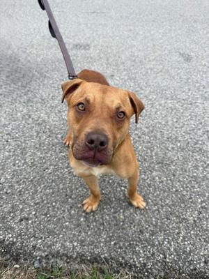 A medium-sized, tan-colored dog with floppy ears looks up at the camera while standing on a paved surface.