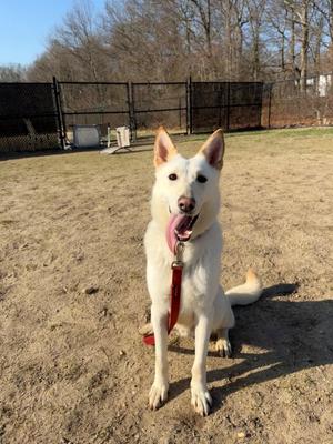 Lazarus, Shepherd, young, available for adoption