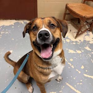 Benji, Bernese Mountain Dog / Akita, adult, available for adoption
