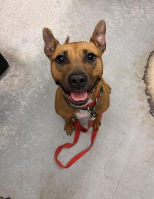 Alana, Pit Bull Terrier, adult, available for adoption