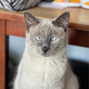 Scotty (Bonded with Miss Maple), available for adoption
