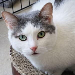 Comet, adult, available for adoption
