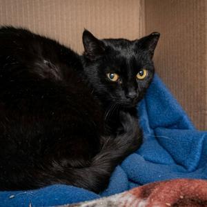 Sharron (Barn Cat), adult, available for adoption