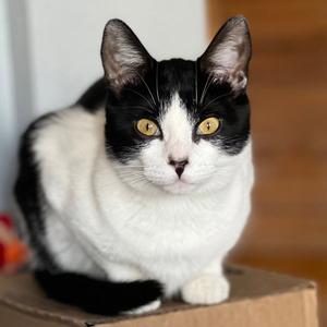 Miss Maple (Bonded with Scotty), available for adoption