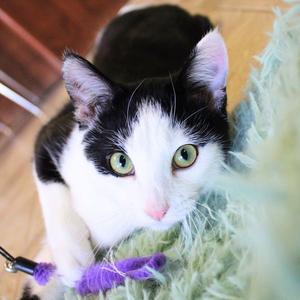 Ron, young, available for adoption