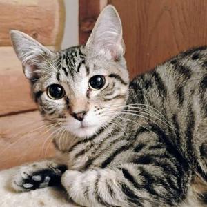 Mr. Bennet - AC Kitty!, kitten, available for adoption