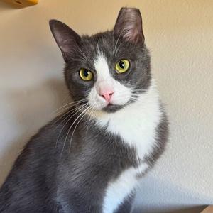 Milano, young, available for adoption