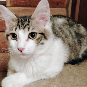 Mr. Darcy - AC Kitty!, kitten, available for adoption
