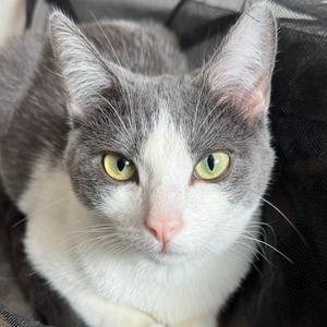 Alba, young, available for adoption