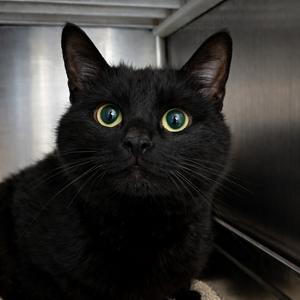 Ryder, adult, available for adoption